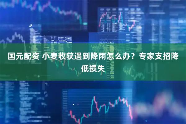 国元配资 小麦收获遇到降雨怎么办？专家支招降低损失